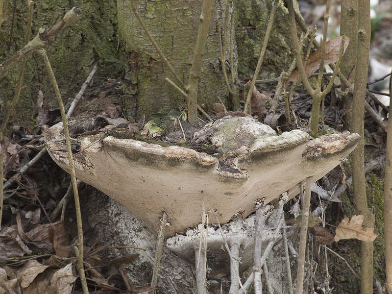 Perenniporia fraxinea